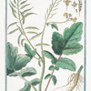 Sinapi Rapi folio = Sinapi Siliqua latuscula, glabra, semine rufo, sive vulgare = Senepa maggiore = Moutarde. [Mustard]