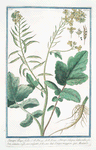 Sinapi Rapi folio = Sinapi Siliqua latuscula, glabra, semine rufo, sive vulgare = Senepa maggiore = Moutarde. [Mustard]