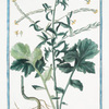 Erysimum vulgare = Erysimum Tragi, flosculis luteis, juxta muros proveniens = Erisimo, e Trione = Velar, ou Tortelle [Wall flower]