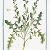 Erysimum Polyceration, vel corniculatum = Erisimo del Lobellio = Velar, ou Tortelle [Wall flower with horns]