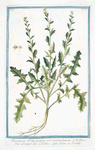 Erysimum Polyceration, vel corniculatum = Erisimo del Lobellio = Velar, ou Tortelle [Wall flower with horns]