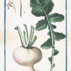 Rapa Sativa, rotonda, radice candida = Rapa vusuale = Rave. [Turnip]
