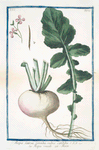 Rapa Sativa, rotonda, radice candida = Rapa vusuale = Rave. [Turnip]