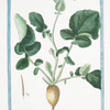 Napus sativa, radice alba = Napo domestico = Naver. [Turnip family]