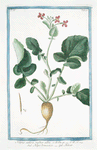 Napus sativa, radice alba = Napo domestico = Naver. [Turnip family]