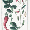 Raphanus minor, radice oblonga, ex albo, et violaceo rubente = Radice Francese = Raifort. [Radish]