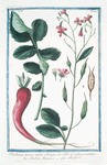 Raphanus minor, radice oblonga, ex albo, et violaceo rubente = Radice Francese = Raifort. [Radish]