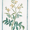 Raphanistrum Segetum, flore luteo, vel pallido = Rapistrum flore luteo, siliquà glabrà articulatà = Rafanistro. [Radish family]