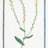 Rapistrum monospermon, flore luteo = Rapistro.