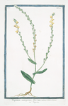 Rapistrum monospermon, flore luteo = Rapistro.
