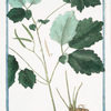 Chelidonium majus, vulgare = Chelidonia = Celidonia maggiore = Chelidoine, ou Eclaire.  [Greater Celandine, Wartweed]