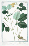 Chelidonium majus, vulgare = Chelidonia = Celidonia maggiore = Chelidoine, ou Eclaire.  [Greater Celandine, Wartweed]