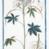 Sinapistrum Americanum, spinosum, Cleome foliis hexandris, foliis septernatis quinatisque, caule spinoso = Senapistro spinoso.[Mustard]