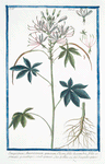 Sinapistrum Americanum, spinosum, Cleome foliis hexandris, foliis septernatis quinatisque, caule spinoso = Senapistro spinoso.[Mustard]