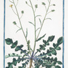 Erucago Segetum = Eruca Monspeliaca, Siliquà quadrangula, echinatà = Erucago. [Corn Rocket]