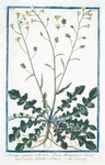 Erucago Segetum = Eruca Monspeliaca, Siliquà quadrangula, echinatà = Erucago. [Corn Rocket]