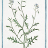 Bunias - Cakile = Rafano marino. [Sea rocket, European searocket]