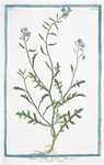 Bunias - Cakile = Rafano marino. [Sea rocket, European searocket]