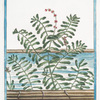 Potamogeton, foliis angustis et undulatis  = Lapato acquatico. [Narrow and wavy leaf Pondweed]