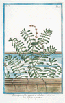 Potamogeton, foliis angustis et undulatis  = Lapato acquatico. [Narrow and wavy leaf Pondweed]