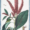 Amaranthus sylvestris, maximus novoe, Angliæ, Spicis purpureis = Amaranto salvatico = Amarante. [Wild Amaranth]