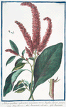 Amaranthus sylvestris, maximus novoe, Angliæ, Spicis purpureis = Amaranto salvatico = Amarante. [Wild Amaranth]