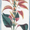 Amaranthus folio, variegato, colore hilariori, qui foemina = Braghe di Lanze = Amarante. [Amaranth]