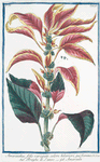 Amaranthus folio, variegato, colore hilariori, qui foemina = Braghe di Lanze = Amarante. [Amaranth]