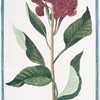 Amaranthus Cristatus atro rubro, maximo flore. [Amaranth with crested dark red flower]