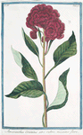 Amaranthus Cristatus atro rubro, maximo flore. [Amaranth with crested dark red flower]