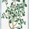 Portulaca, latifolia, sive lativa = Porcacchia maggiore = Pourpier. [Purslane, Moss Rose]