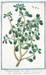 Portulaca, latifolia, sive lativa = Porcacchia maggiore = Pourpier. [Purslane, Moss Rose]