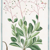 Portulaca racemosa foliis obovatis planiusculis, racemo simplici triquetro = Porcachia americana perenne = Pourpier. [potherb fameflower, waterleaf, Surinam purslane, Ceylon spinach, sweetheart]