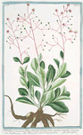 Portulaca racemosa foliis obovatis planiusculis, racemo simplici triquetro = Porcachia americana perenne = Pourpier. [potherb fameflower, waterleaf, Surinam purslane, Ceylon spinach, sweetheart]
