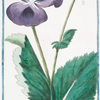 Papaver hortense nigro semine, sylvestre Discoridis, nigrum Plnii = Papavero negro. [Poppy]