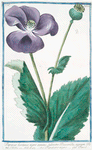Papaver hortense nigro semine, sylvestre Discoridis, nigrum Plnii = Papavero negro. [Poppy]