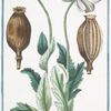 Papaver hortense, semine albo, Sativum Discoridis, album Plinii = Papavero domestico. Col. Seme bianco = Pavot. [Poppy]