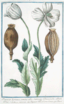 Papaver hortense, semine albo, Sativum Discoridis, album Plinii = Papavero domestico. Col. Seme bianco = Pavot. [Poppy]