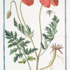 Papaver erraticum, majus, p‘or‘as Dioscordi, Theophrasto, Plinio = Papaverone, e Rosolaccio = Pavot. [Opium poppy]