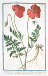 Papaver erraticum, majus, p‘or‘as Dioscordi, Theophrasto, Plinio = Papaverone, e Rosolaccio = Pavot. [Opium poppy]