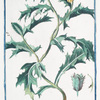 Argemone Mexicana = Papaver spinosum = Argemone. [Mexican pricklypoppy]