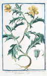 Argemone Mexicana = Papaver spinosum = Argemone. [Mexican pricklypoppy]