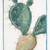 Opuntia major, validissimis Spinis munito = Fico d'India spinissimo = Raquette, ou Cardasse. [Indian Fig, Semaphore Prickly pear]