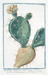 Opuntia major, validissimis Spinis munito = Fico d'India spinissimo = Raquette, ou Cardasse. [Indian Fig, Semaphore Prickly pear]