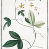 Granadilla, folio amplo, tricuspidi, fructu Olivæ forma = Fior di Passione piccolo = Fleur de la Passion. [Passion flower]