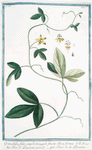 Granadilla, folio amplo, tricuspidi, fructu Olivæ forma = Fior di Passione piccolo = Fleur de la Passion. [Passion flower]