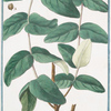 Androsæmum maximum frutescens = Siciliana, aliis Ciciliana, vel Androsæmum = Hypericum = androssemo, e Ciciliana. [Tutsan]