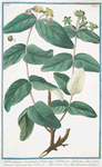 Androsæmum maximum frutescens = Siciliana, aliis Ciciliana, vel Androsæmum = Hypericum = androssemo, e Ciciliana. [Tutsan]
