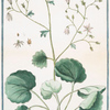 Geum rotundifolium, majus = Geo, e Sanicola maggiore. [Evens]