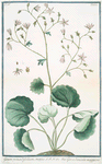 Geum rotundifolium, majus = Geo, e Sanicola maggiore. [Evens]